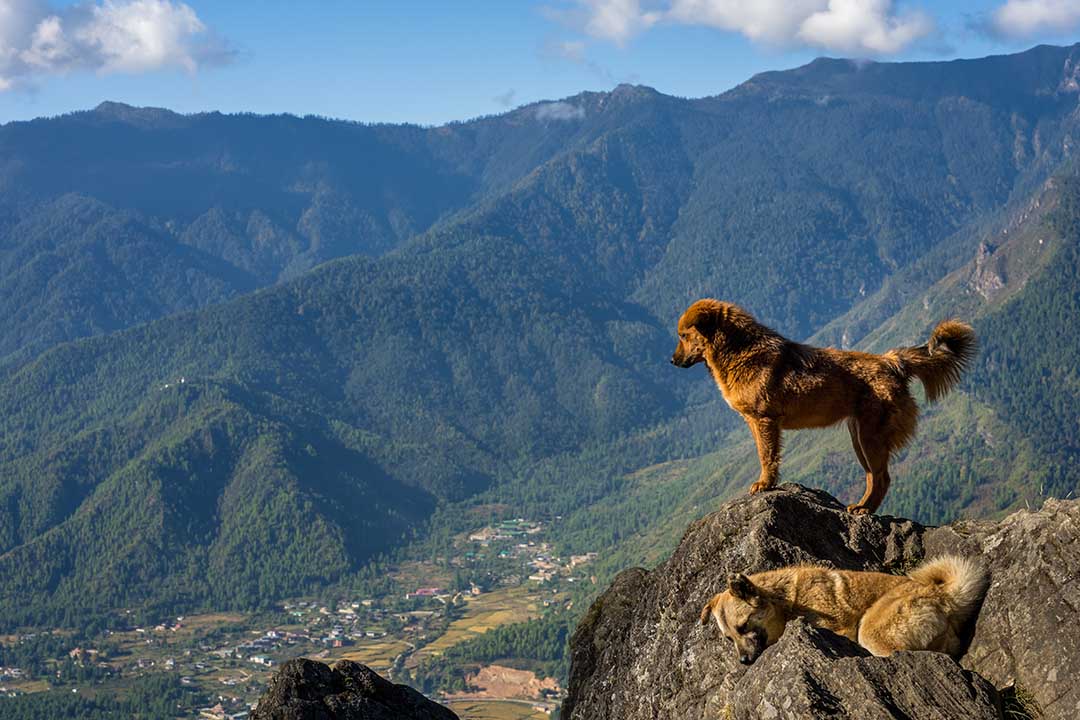 Bhutan Unique Experiences